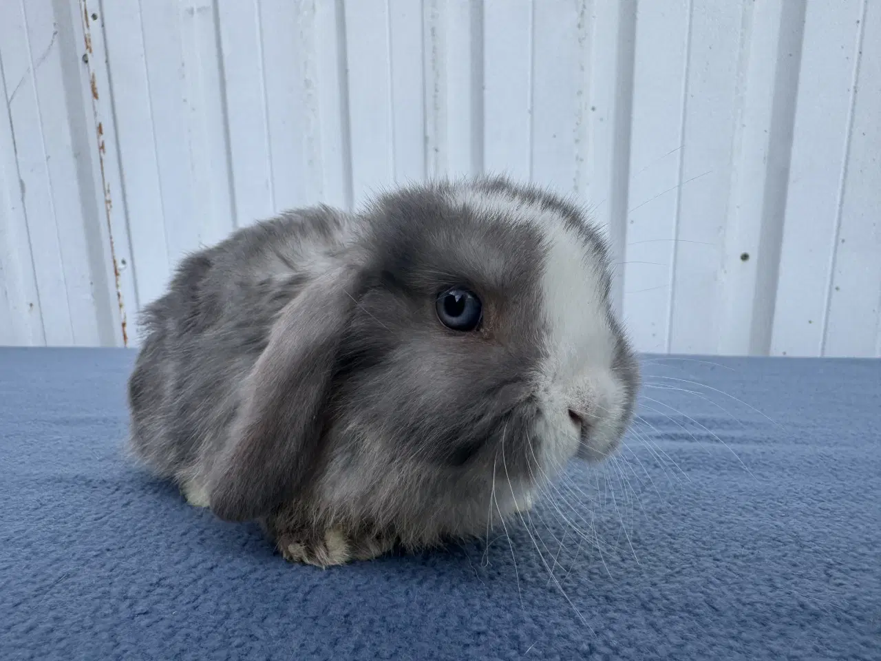 Billede 4 - Dværgvædder hunkanin 