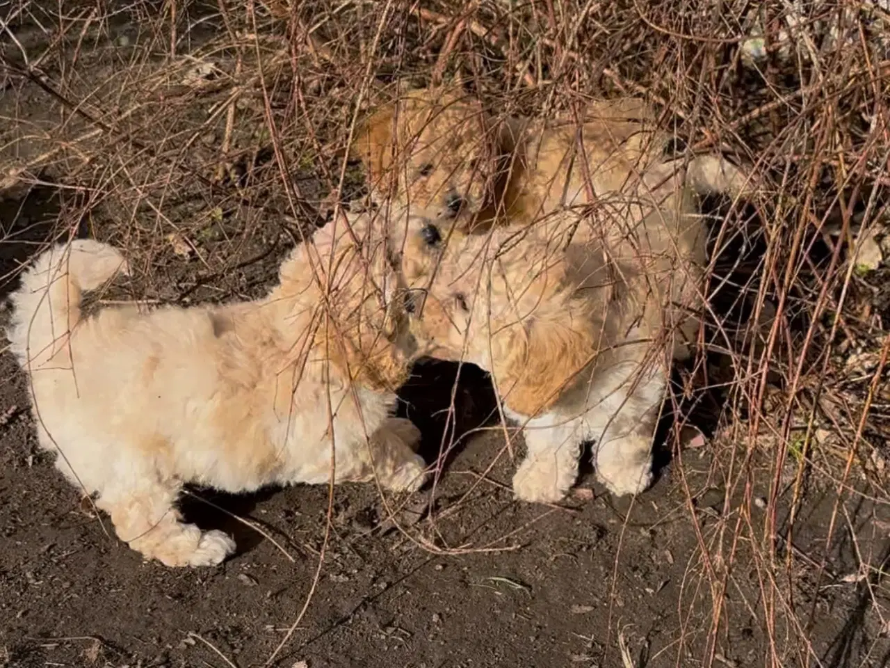 Billede 4 - Maltipoo hvalpe – 8 uger, chippet & vaccineret