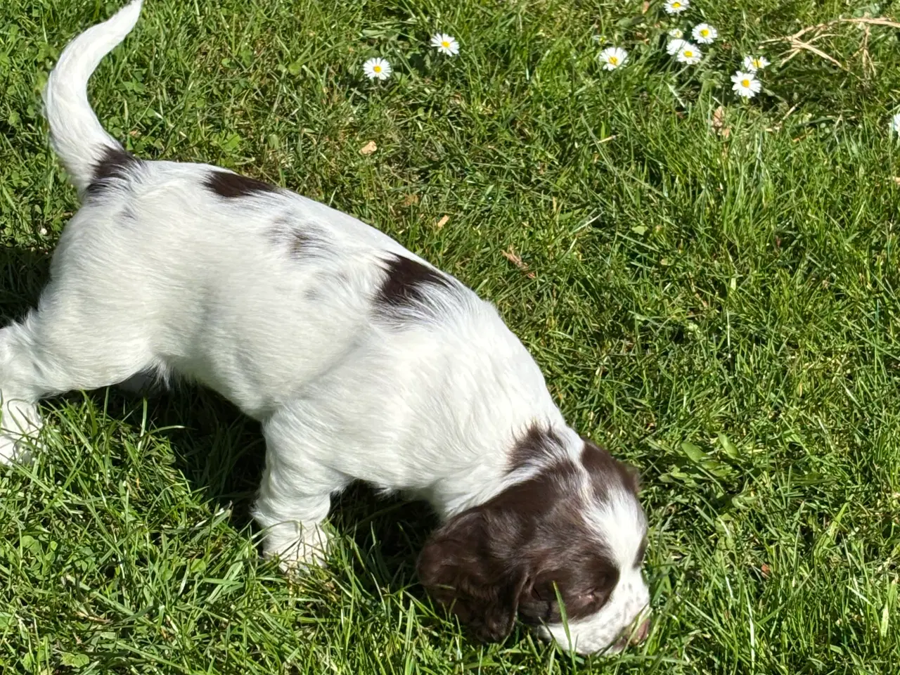 Billede 16 - FT Springer Spaniel