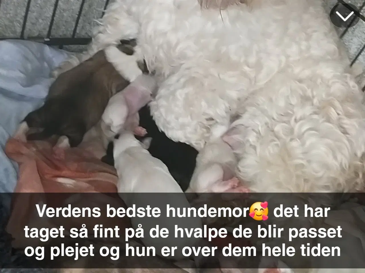 Billede 1 - Havaneser/bomuldshvalpe