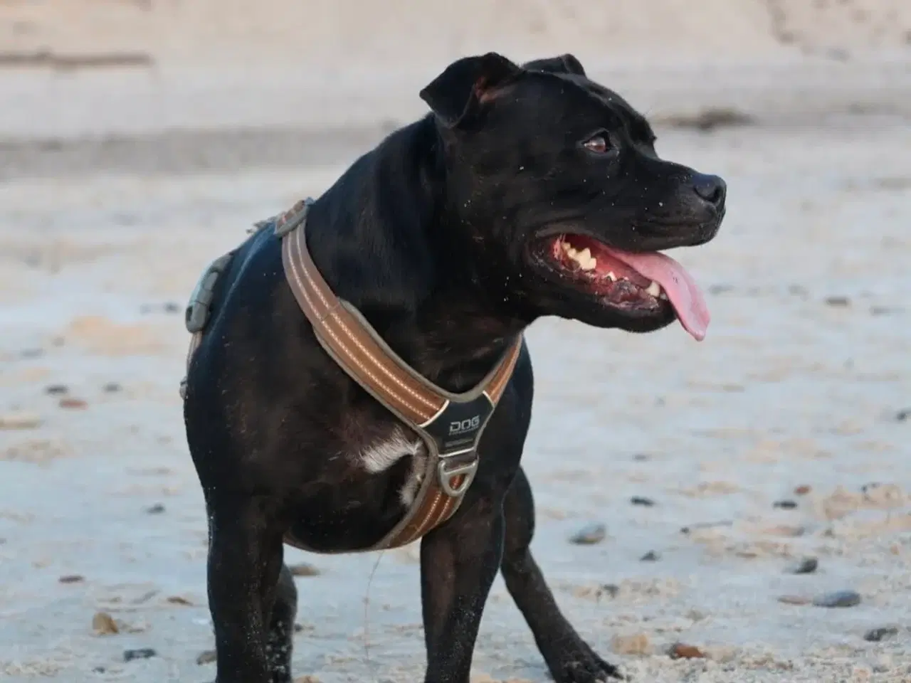 Billede 6 - Staffordshire Bull Terrier hvalpe