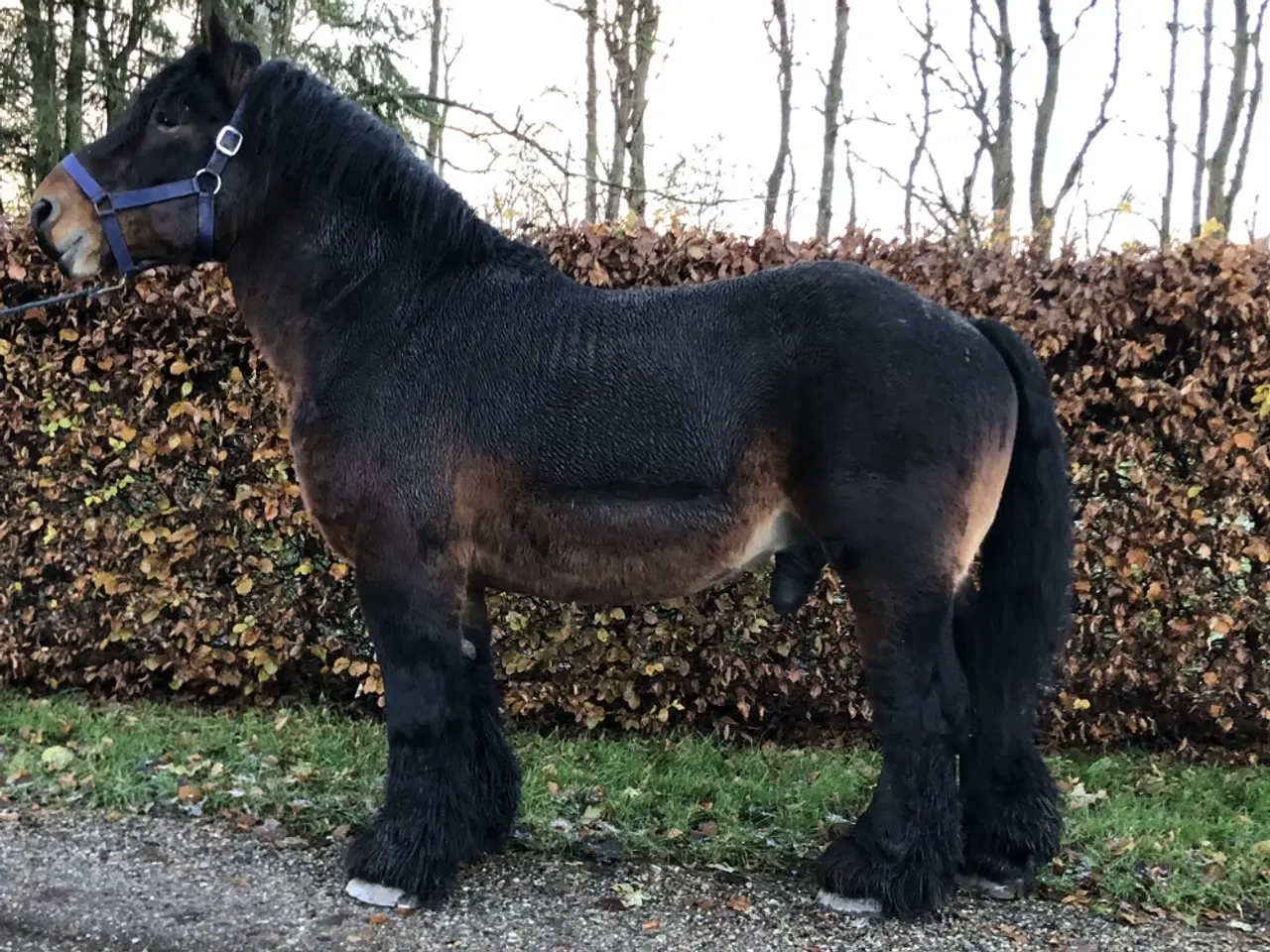 Billede 9 - Belgier Hingst