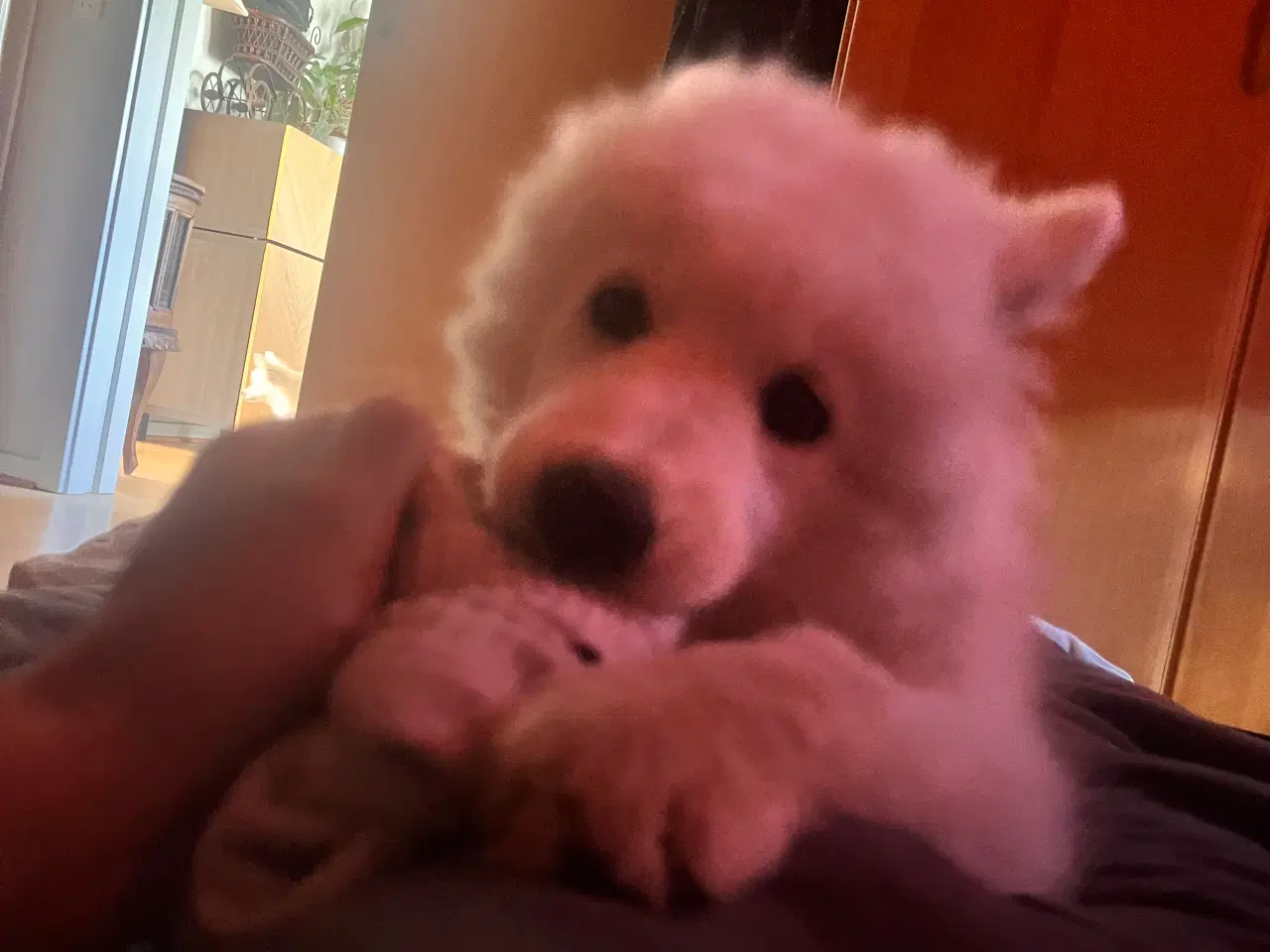 Billede 5 - 🐾 Smuk og kærlig samojedehvalp søger nyt hjem 🐾