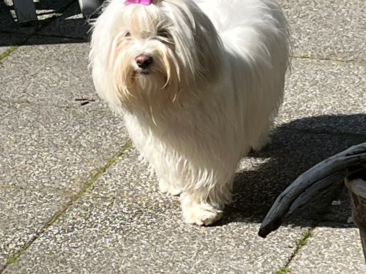 Billede 7 - Bichon Havanaiser 