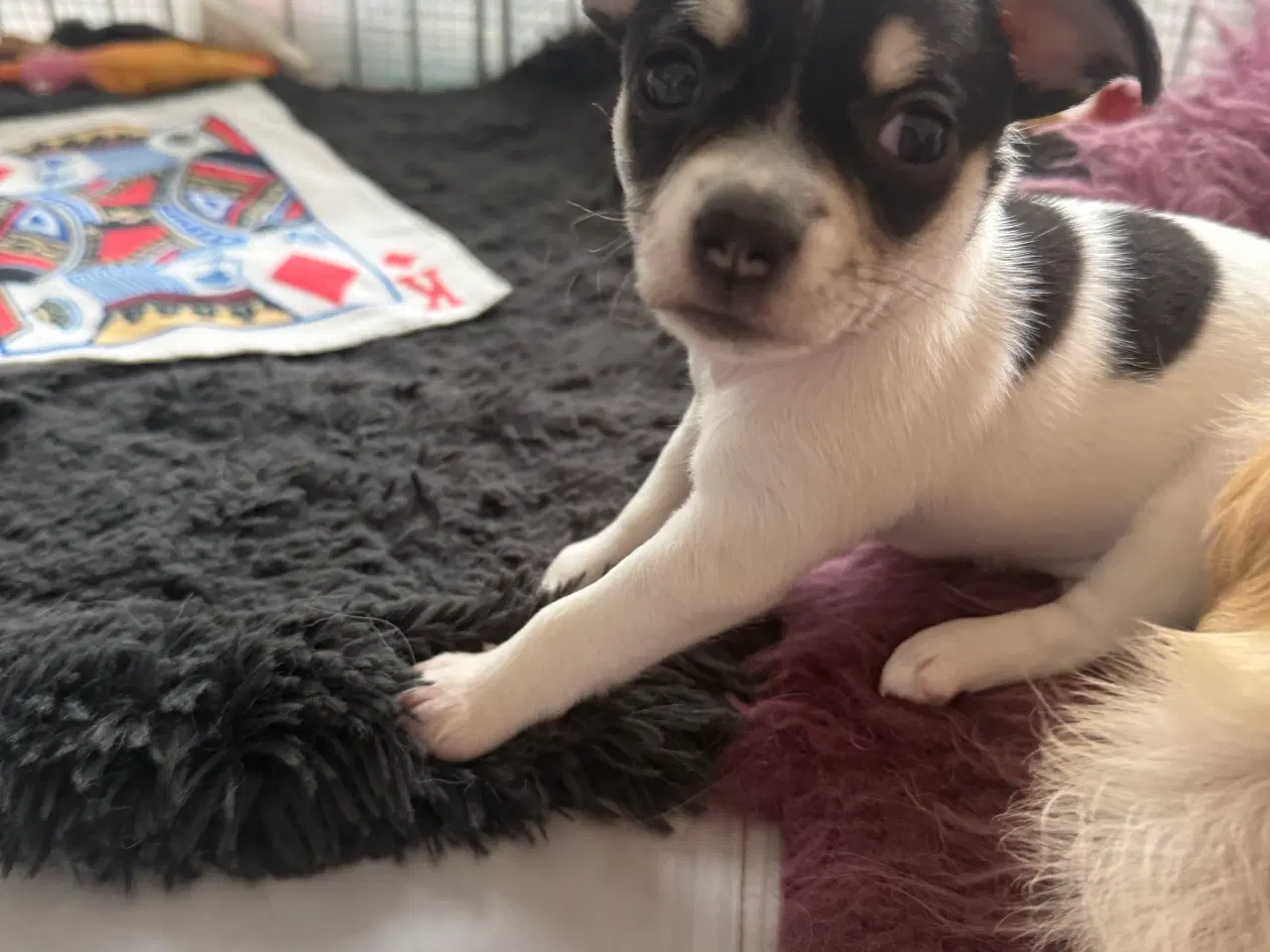 Billede 1 - Chihuahua
