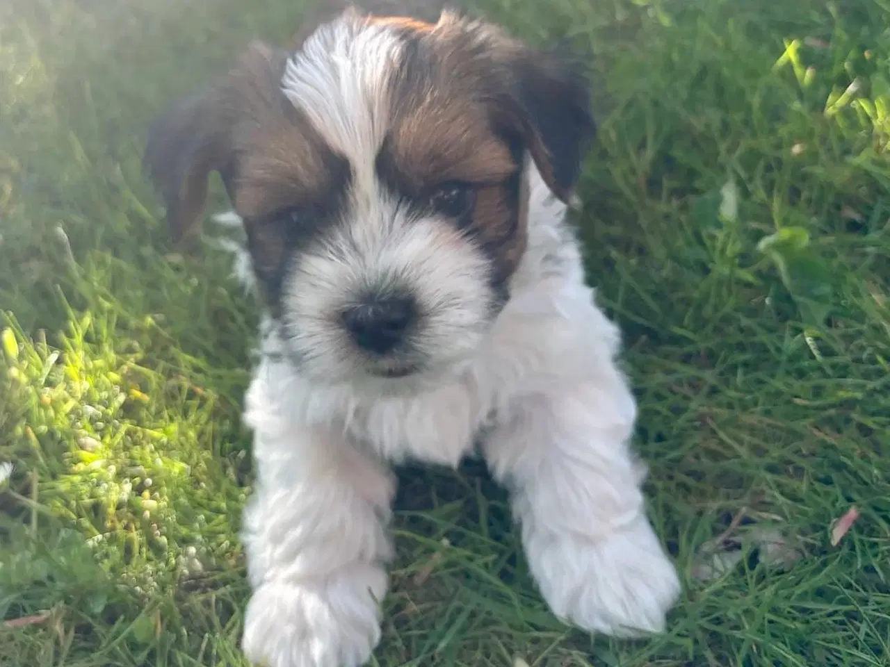 Billede 6 - Skønne Bichon Havanais-hvalpe