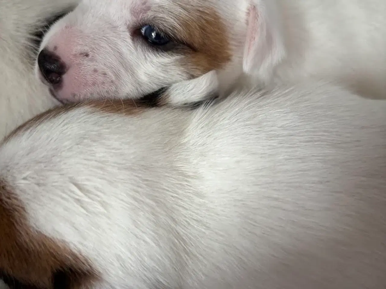 Billede 13 - Jack Russell med sjæl og stil