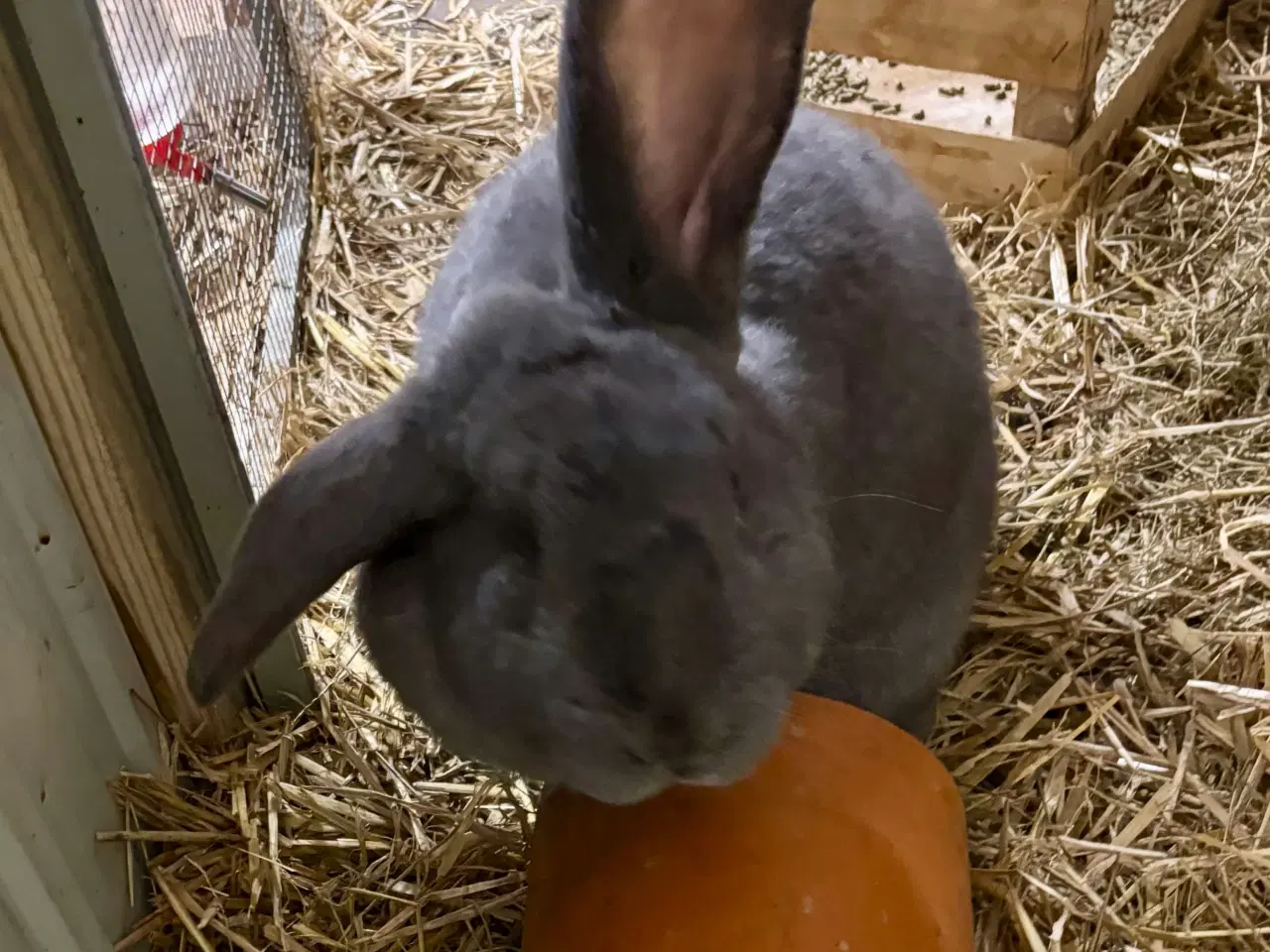 Billede 4 - Kaninunger mix af store racer