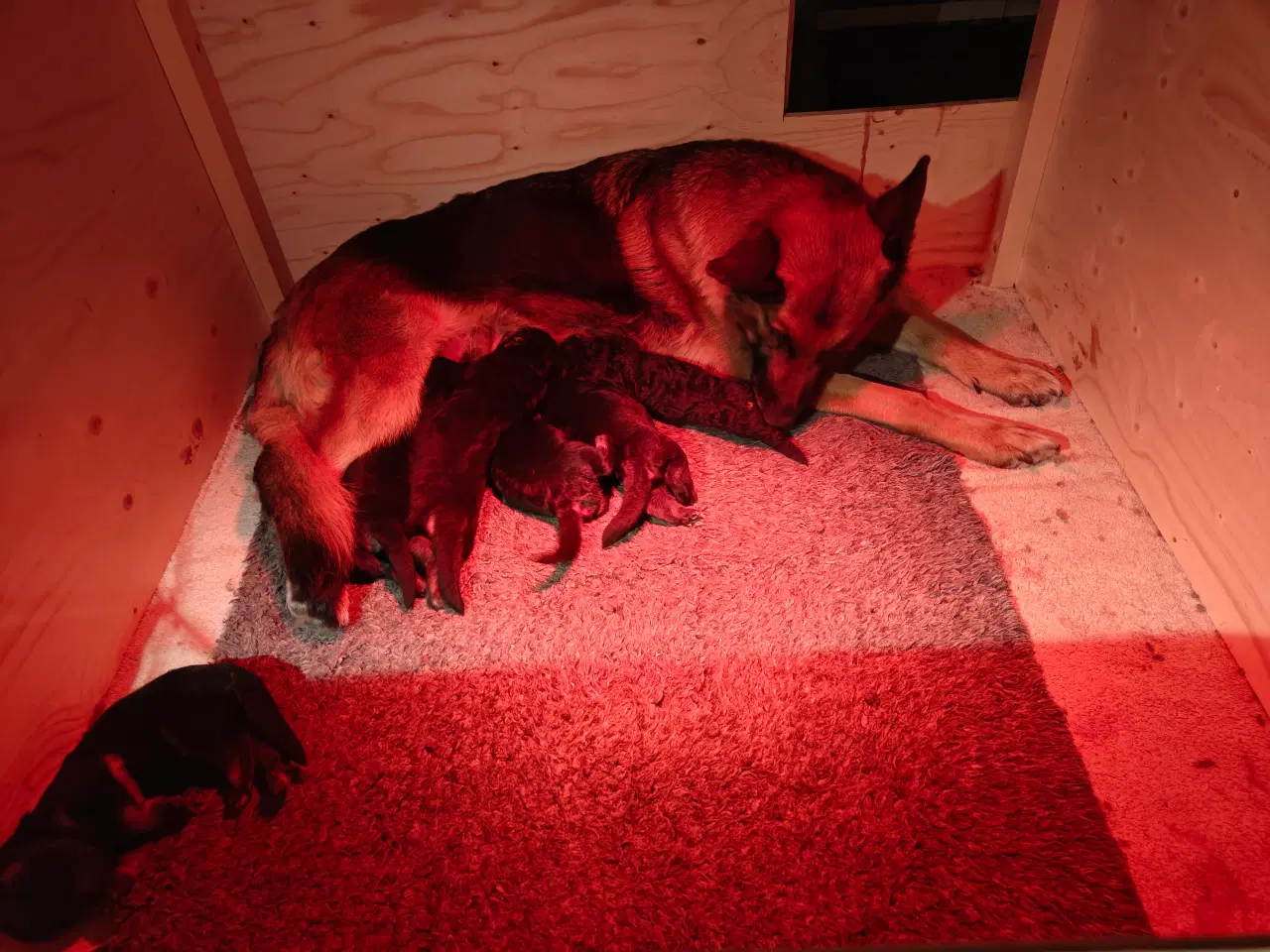 Billede 4 - Schæfer valp til påske 