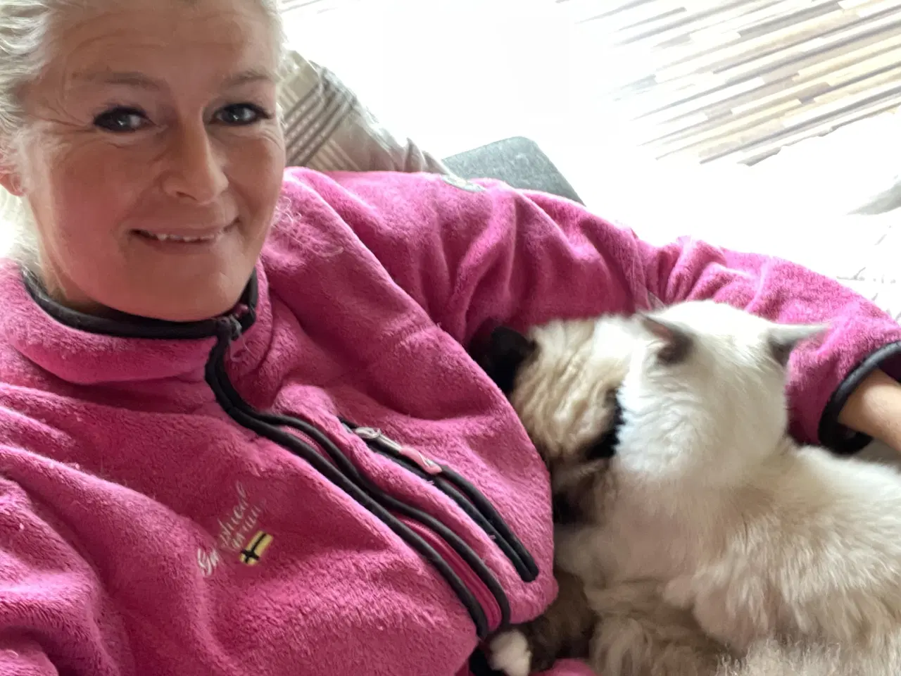 Billede 5 - Ragdoll killinger, vaccinerede + sundhedsbog