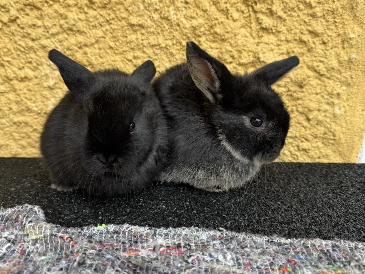 Billede 14 - Dværgvædder unger sælges