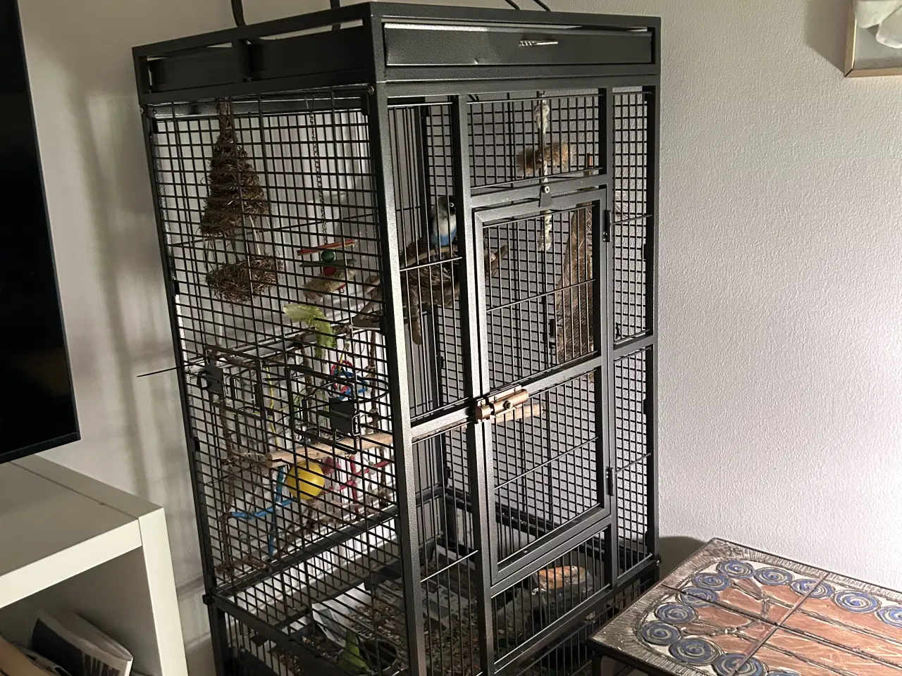 Billede 3 - To dværgpapegøje søger nyt hjem