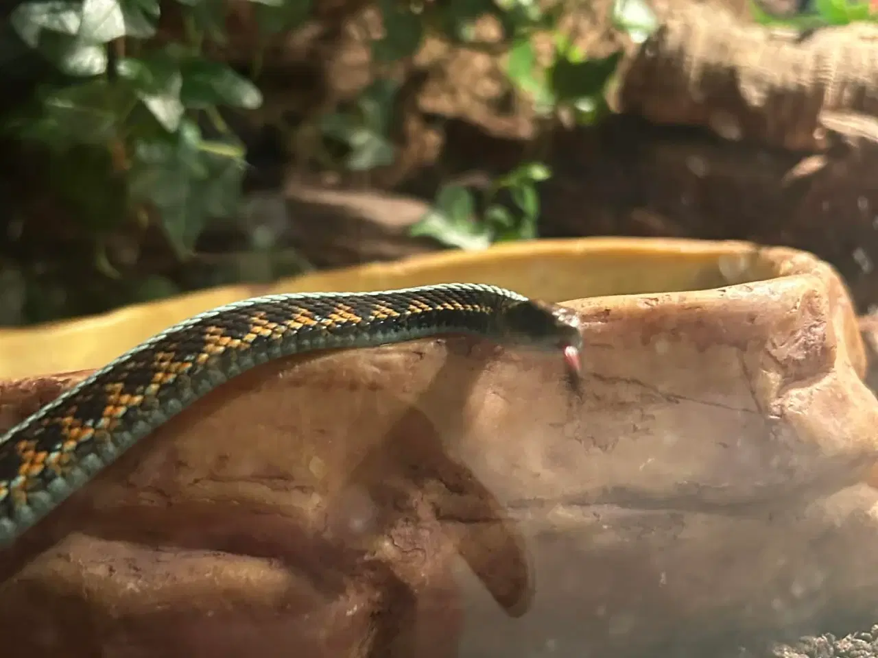 Billede 7 - Smuk strømpebåndssnog incl terrarie