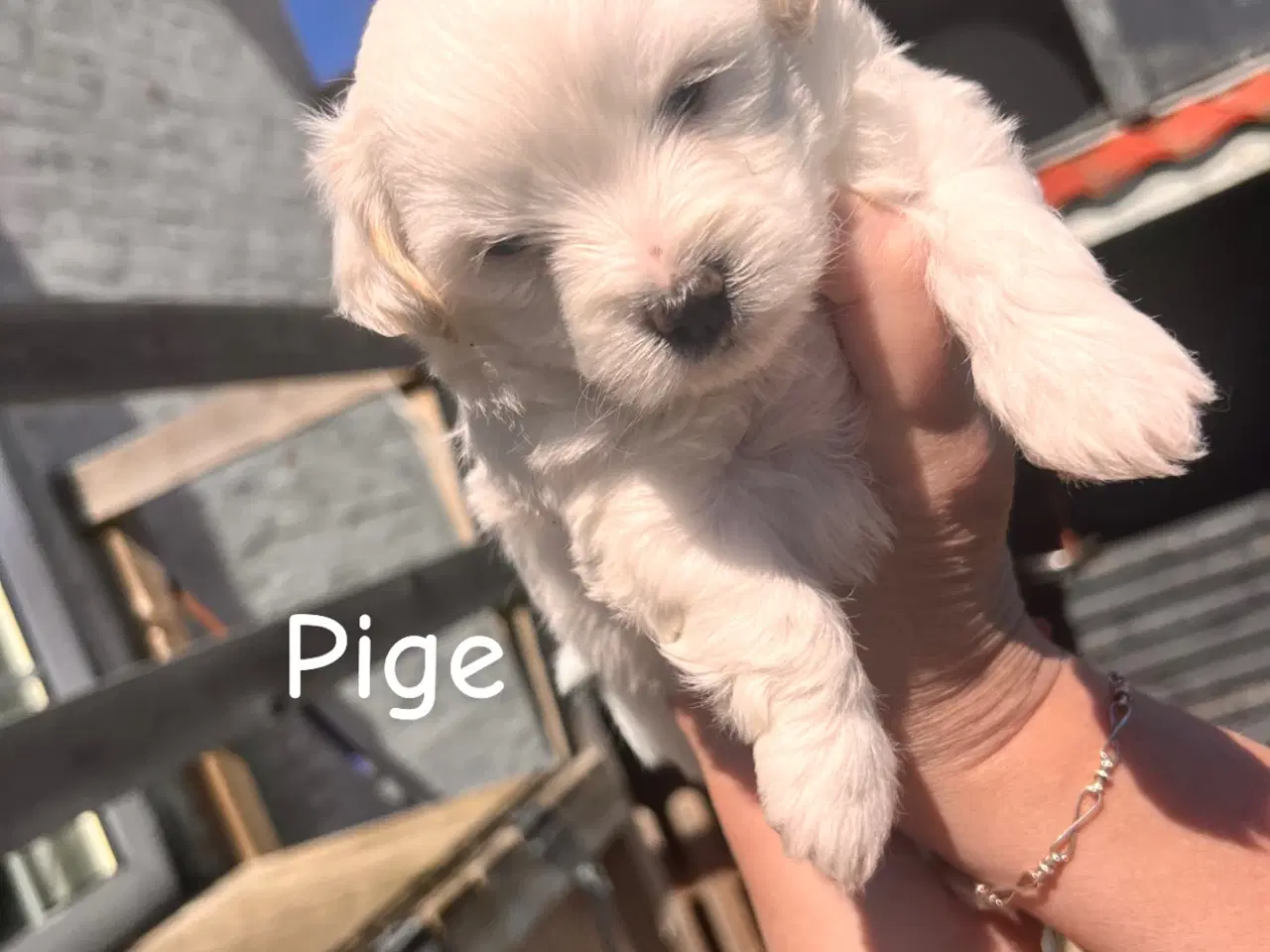 Billede 3 - Maltipoo med papillion 