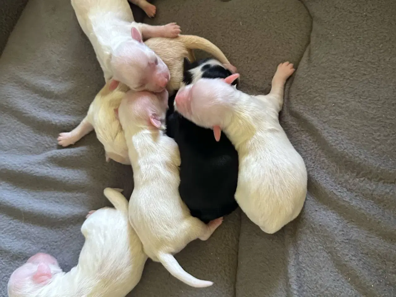 Billede 2 - Bichon Havanais