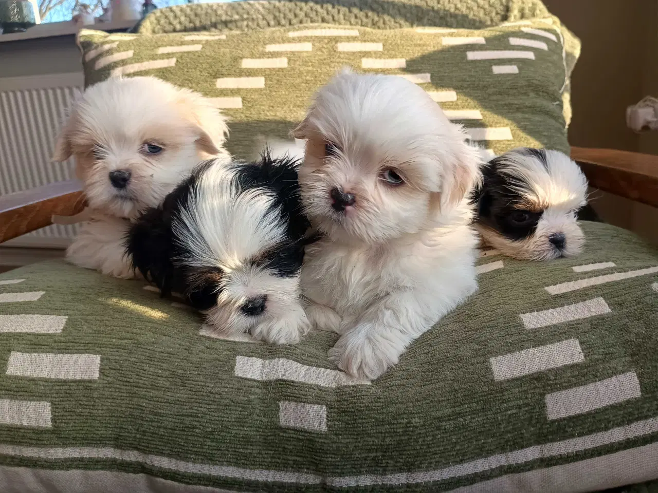 Billede 8 - Klar nu, lhasa apso 