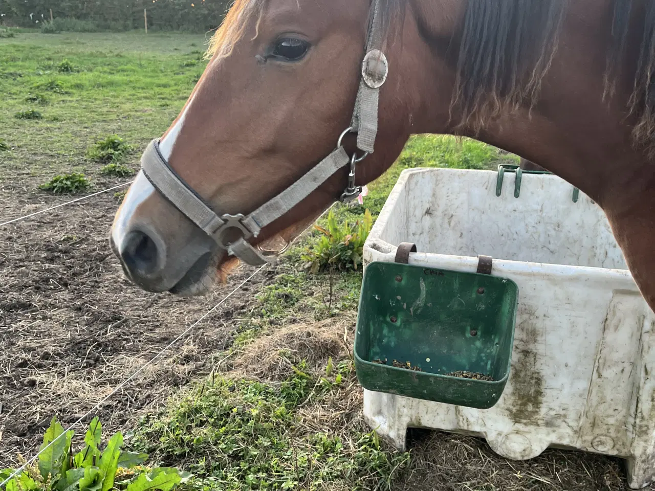 Billede 3 - Et smukt og harmonisk hoppeplag