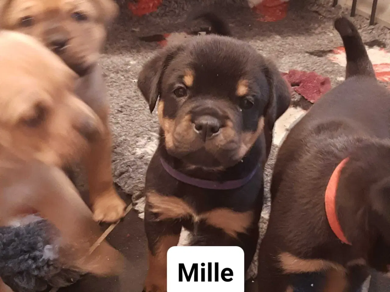 Billede 5 - Super skønne " Rott De Bordeaux " hvalpe 