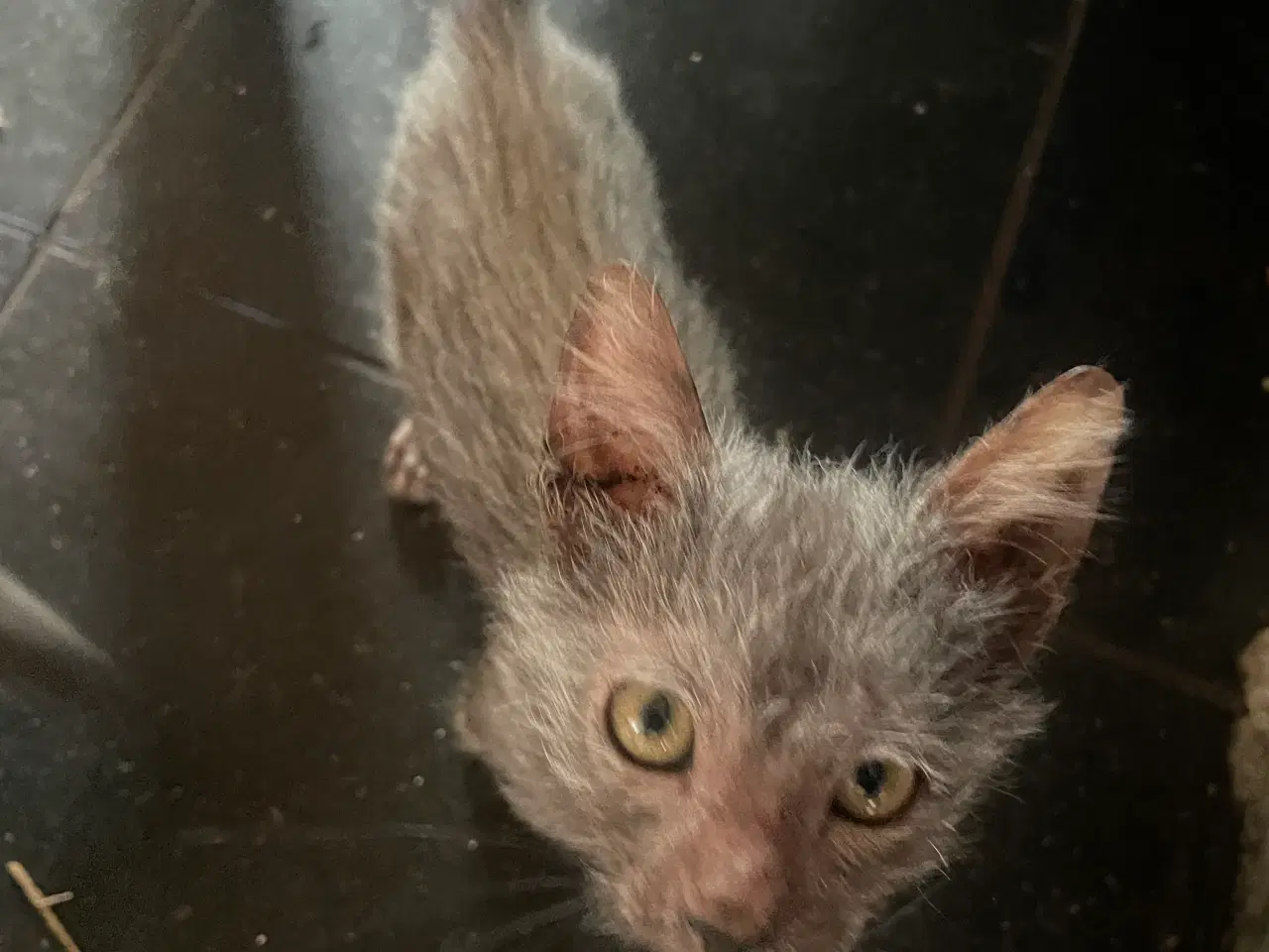 Billede 5 - Lykoi varulvekat
