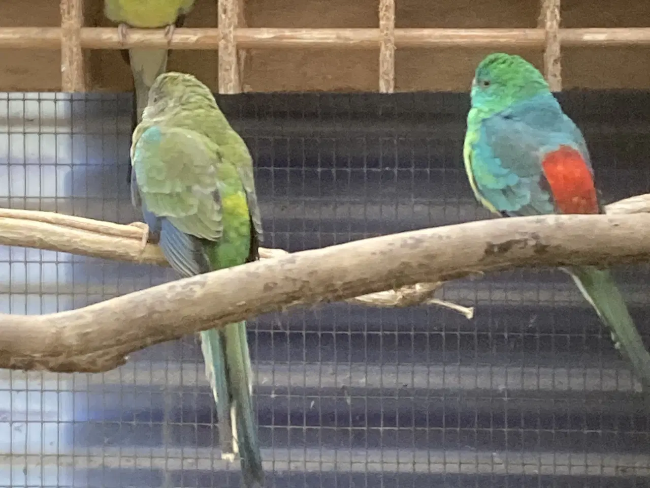 Billede 1 - Sangparakit