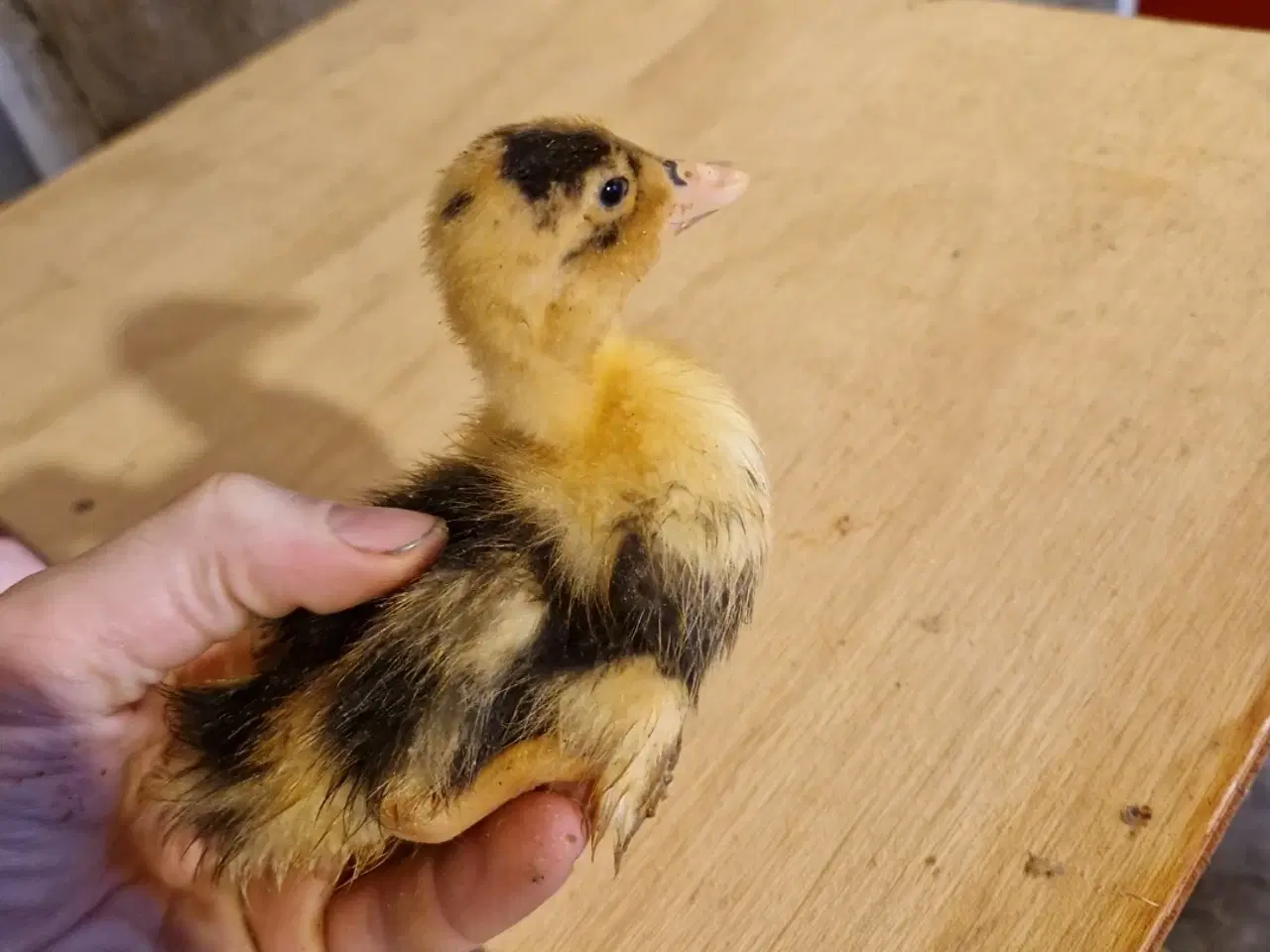 Billede 1 - Ællinger og gæslinger