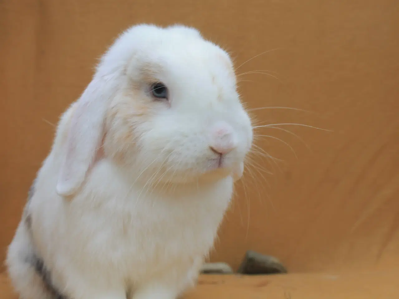 Billede 7 - Champagne søger ny familie