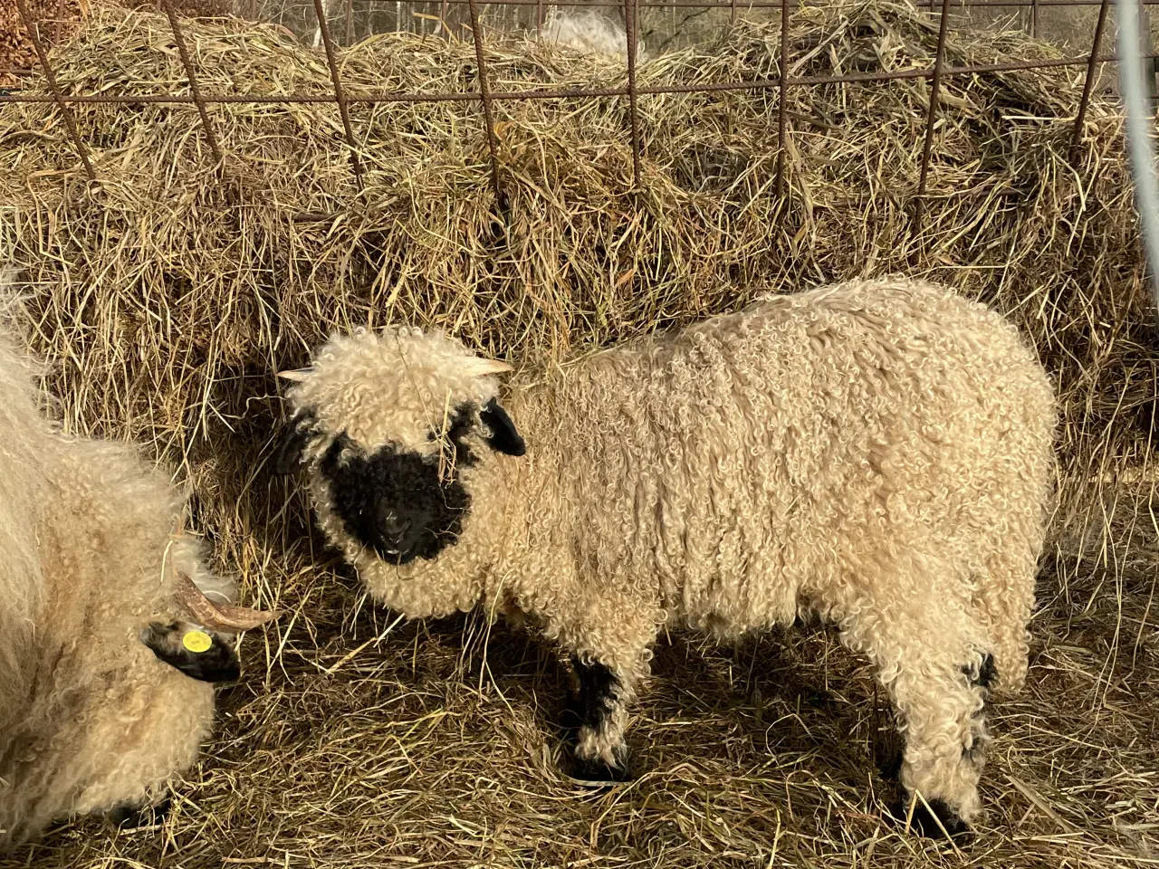Billede 2 - Flot Valais Blacknose vædderlam 