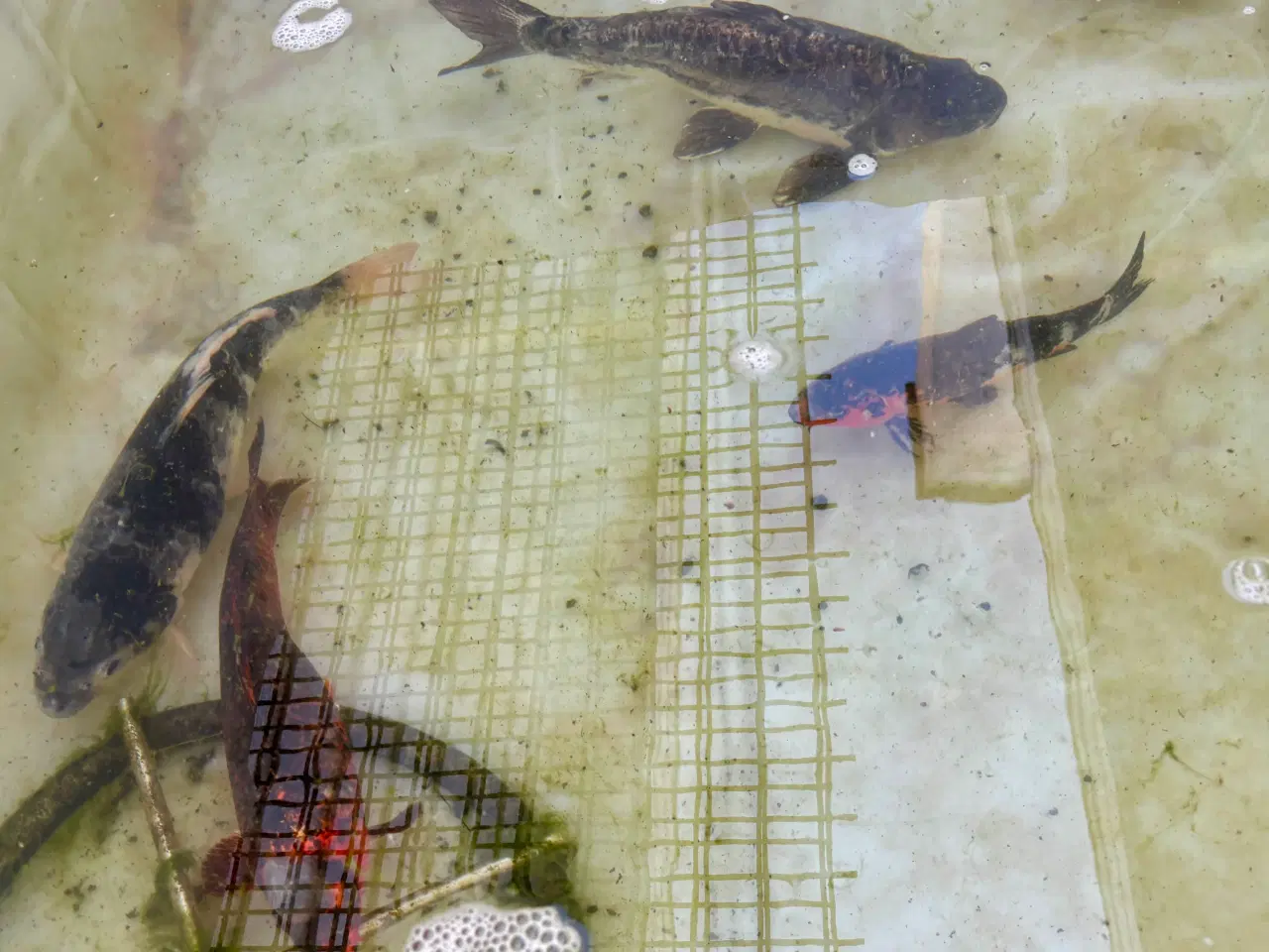 Billede 3 - 5 koikarper BILLIGT!