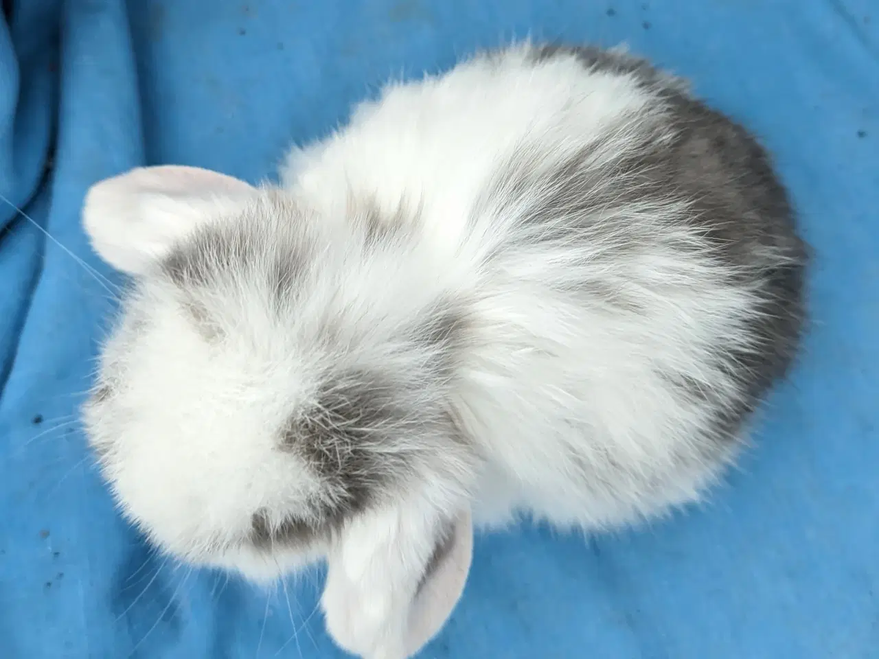 Billede 4 - Minilop kaninunge sælges 