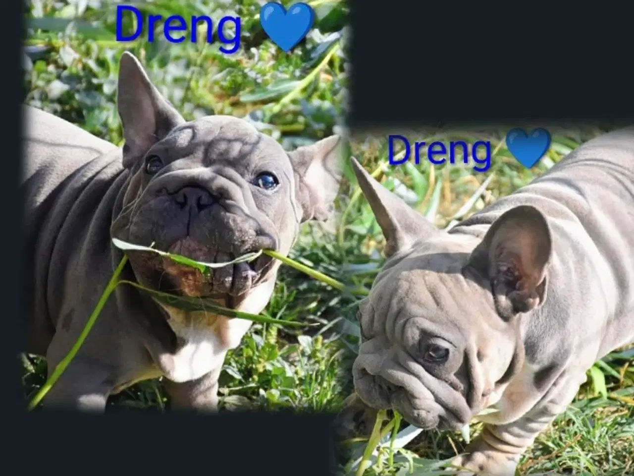 Billede 11 - Fransk bulldog 