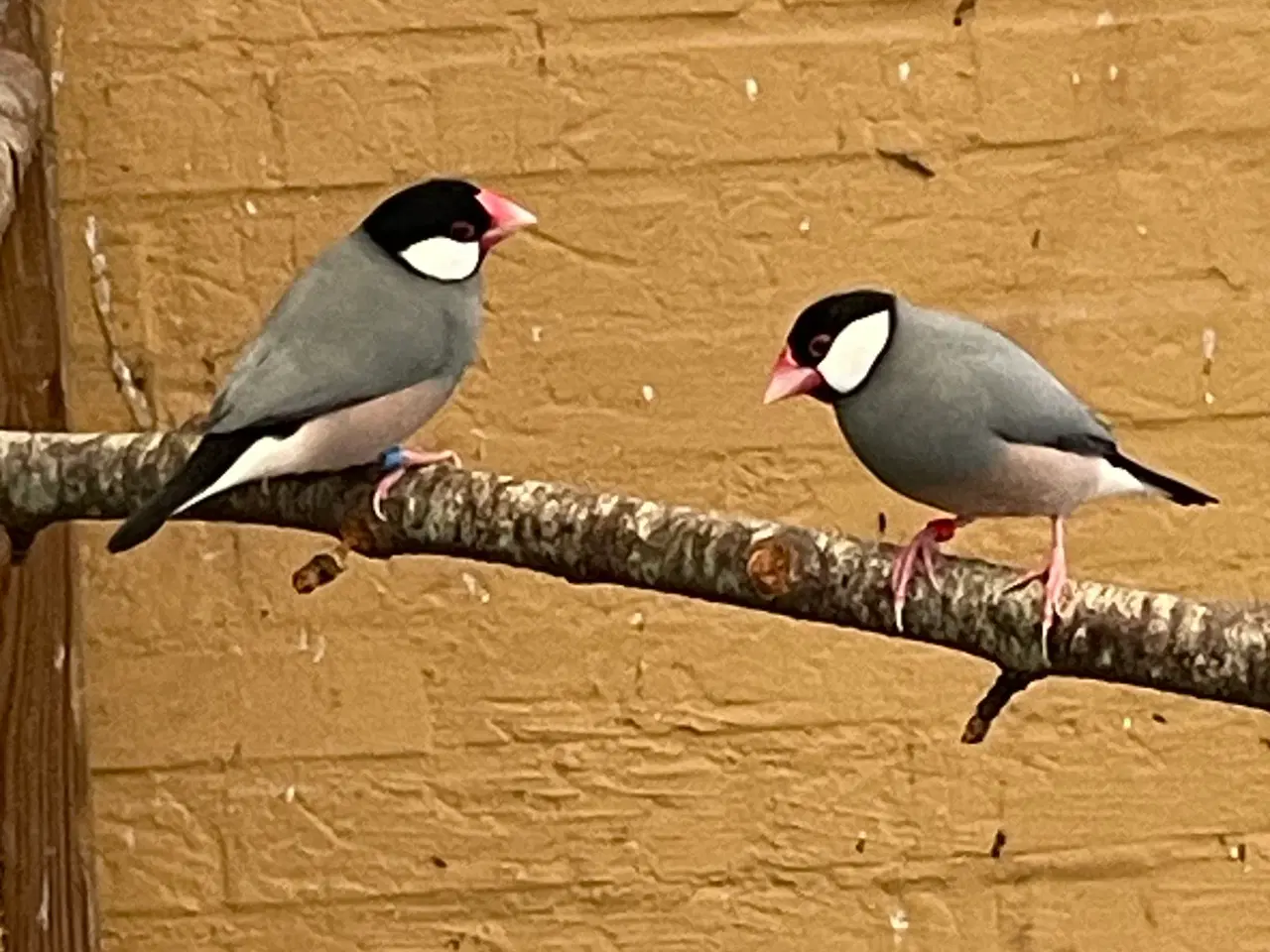 Billede 2 - Risfugle