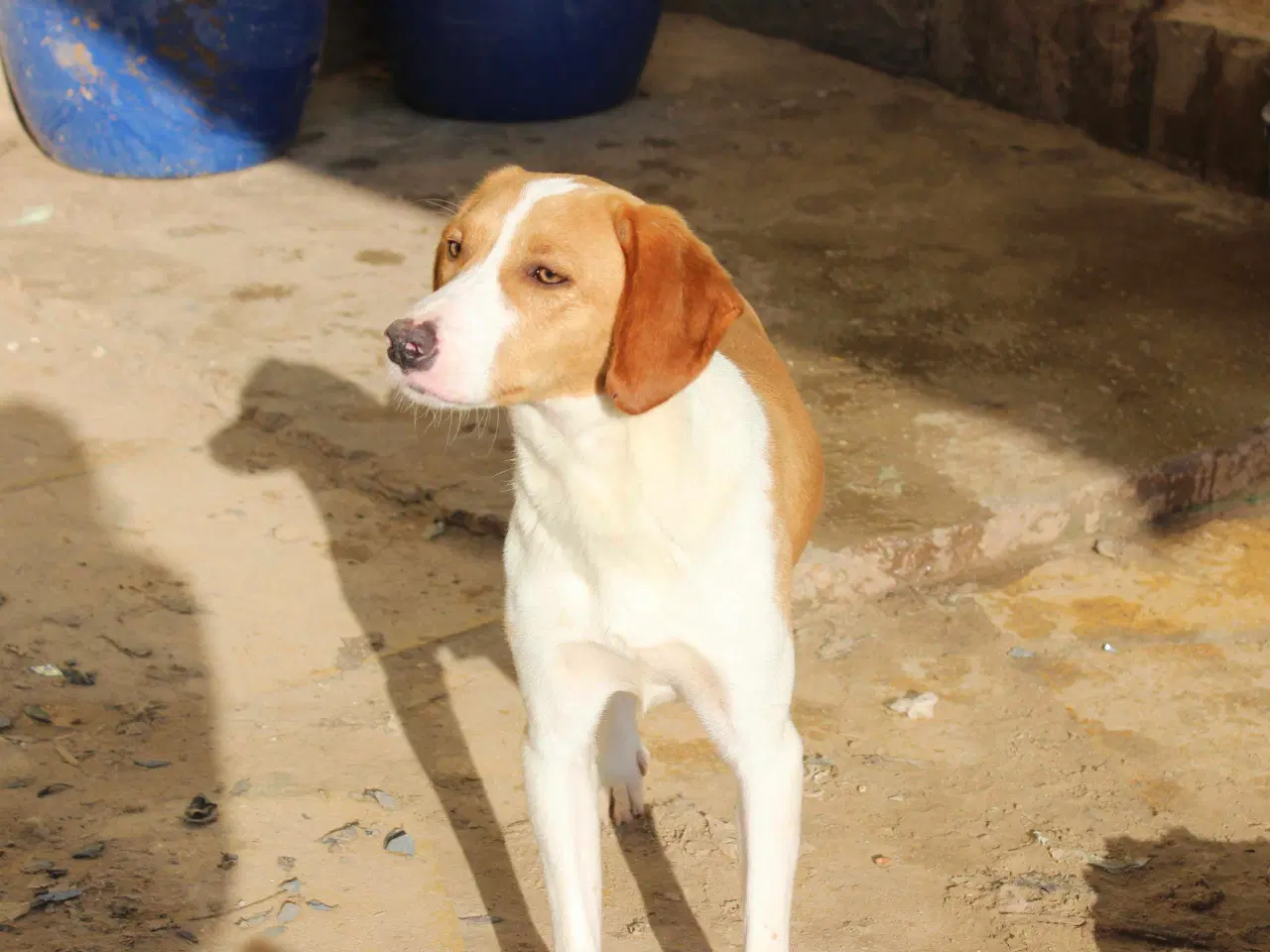 Billede 1 - Skønne Riga søger sit 4ever hjem