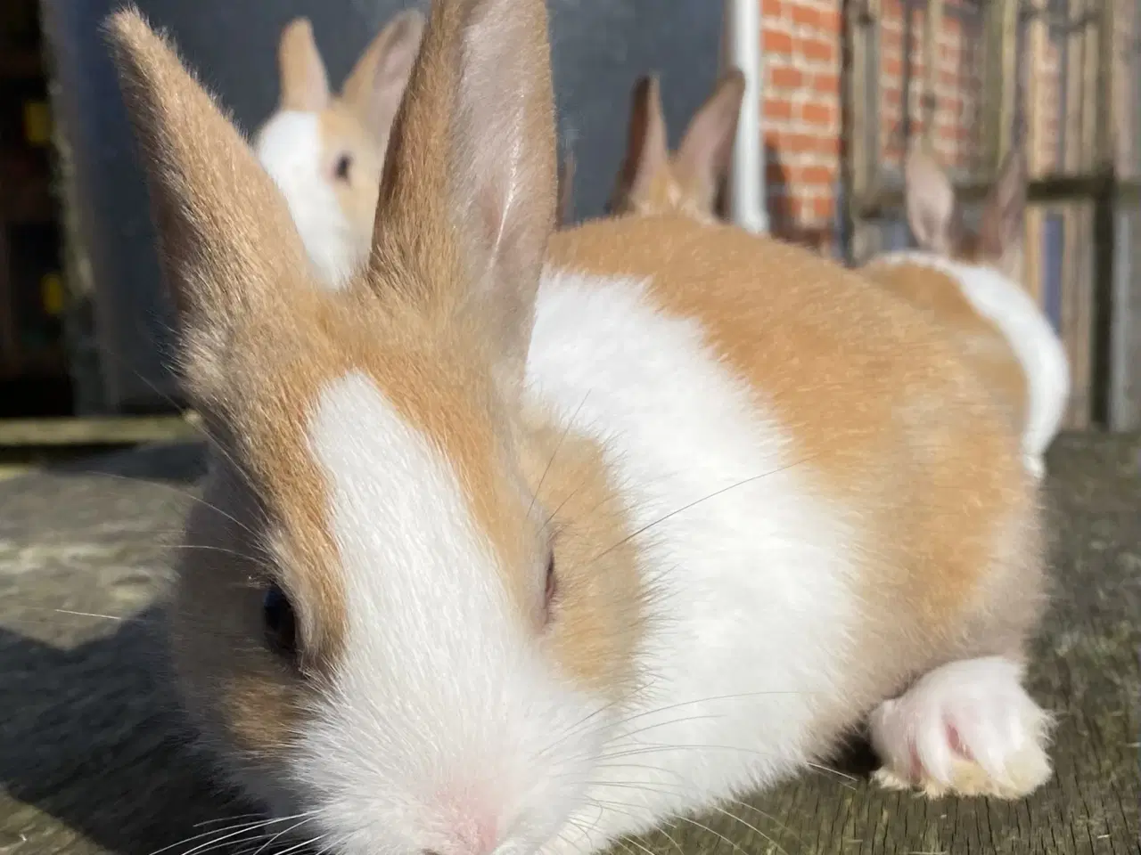 Billede 1 - HOLLÆNDER HUN MADAGASCAR