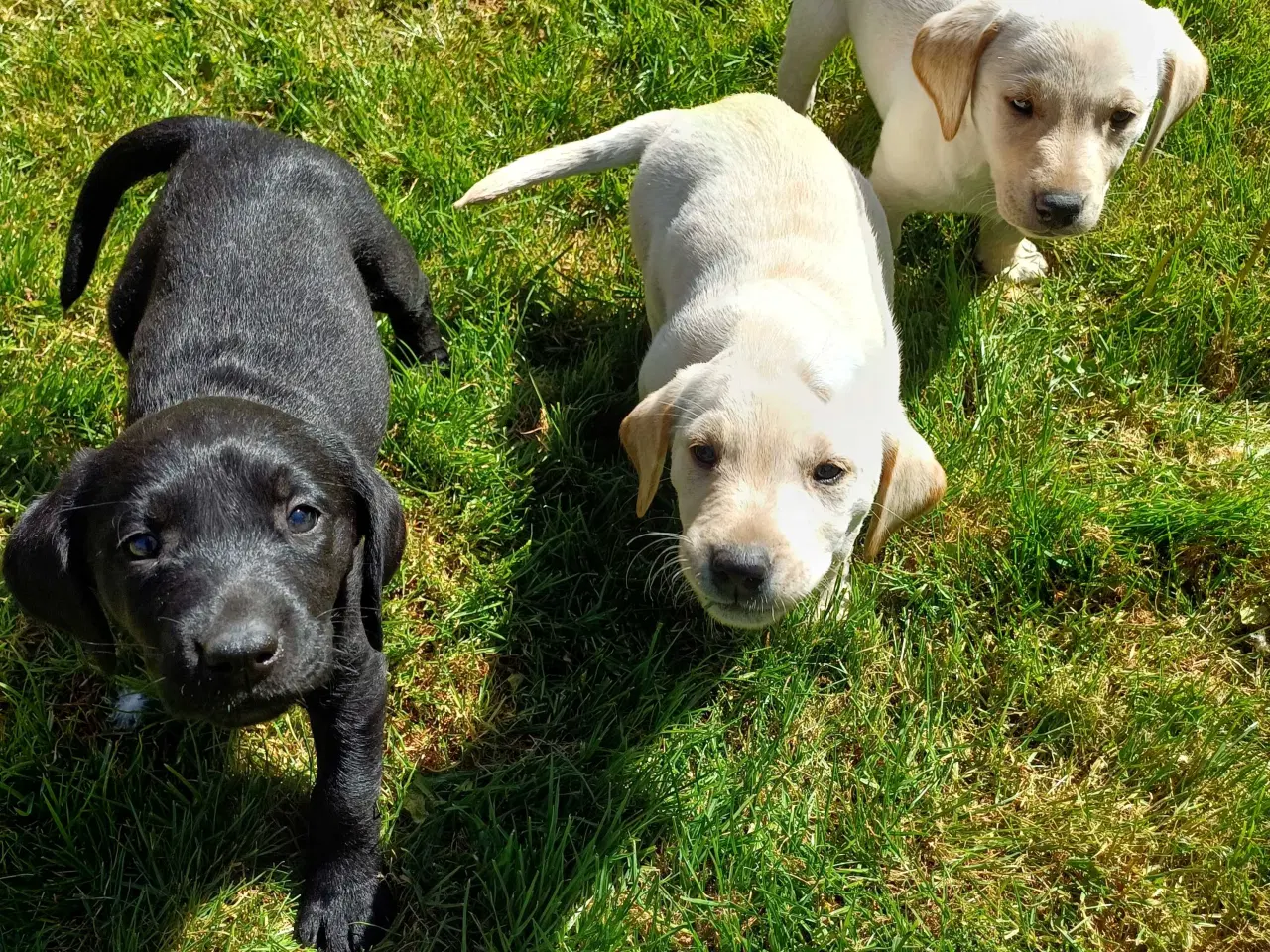 Billede 1 - Labrador F1 hvalpe