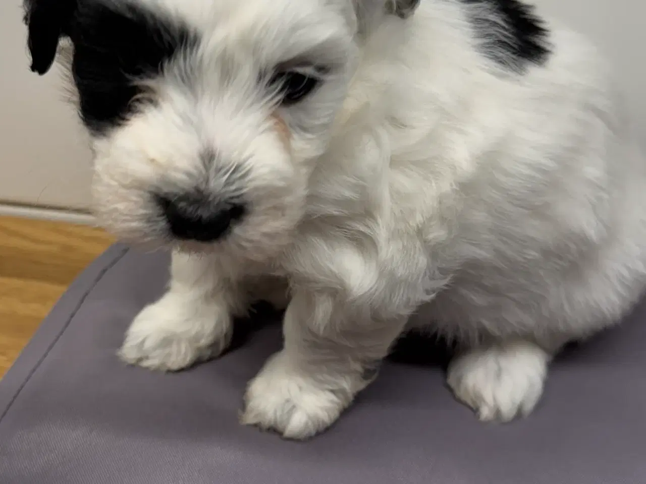 Billede 7 - Bichon Havanais hvalpe 