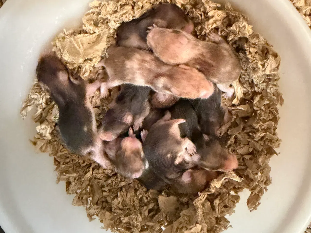 Billede 2 - Guldhamster unger