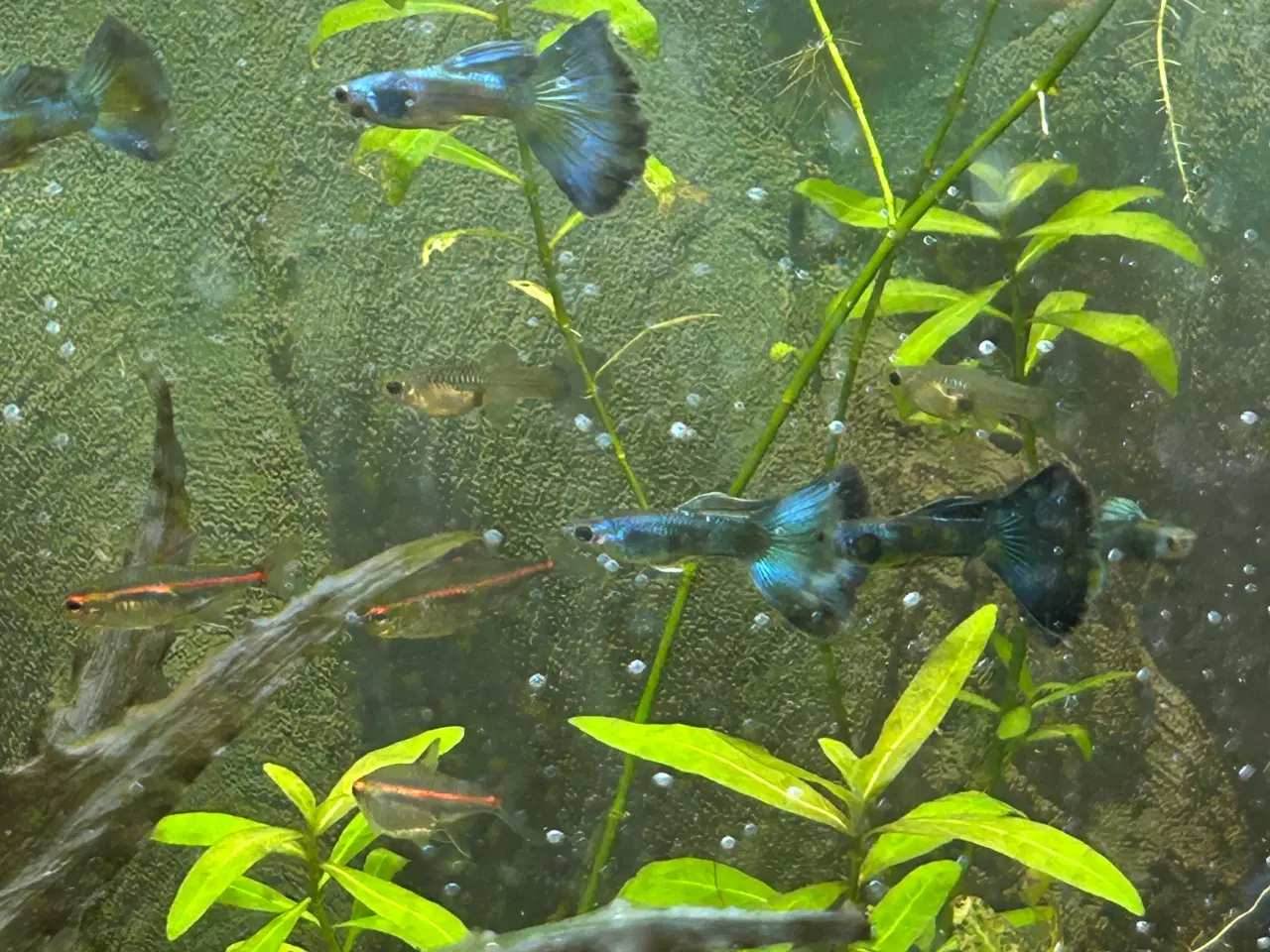 Billede 2 - 🐟🔵 Blue Moscow Guppy Par sælges - Viby J