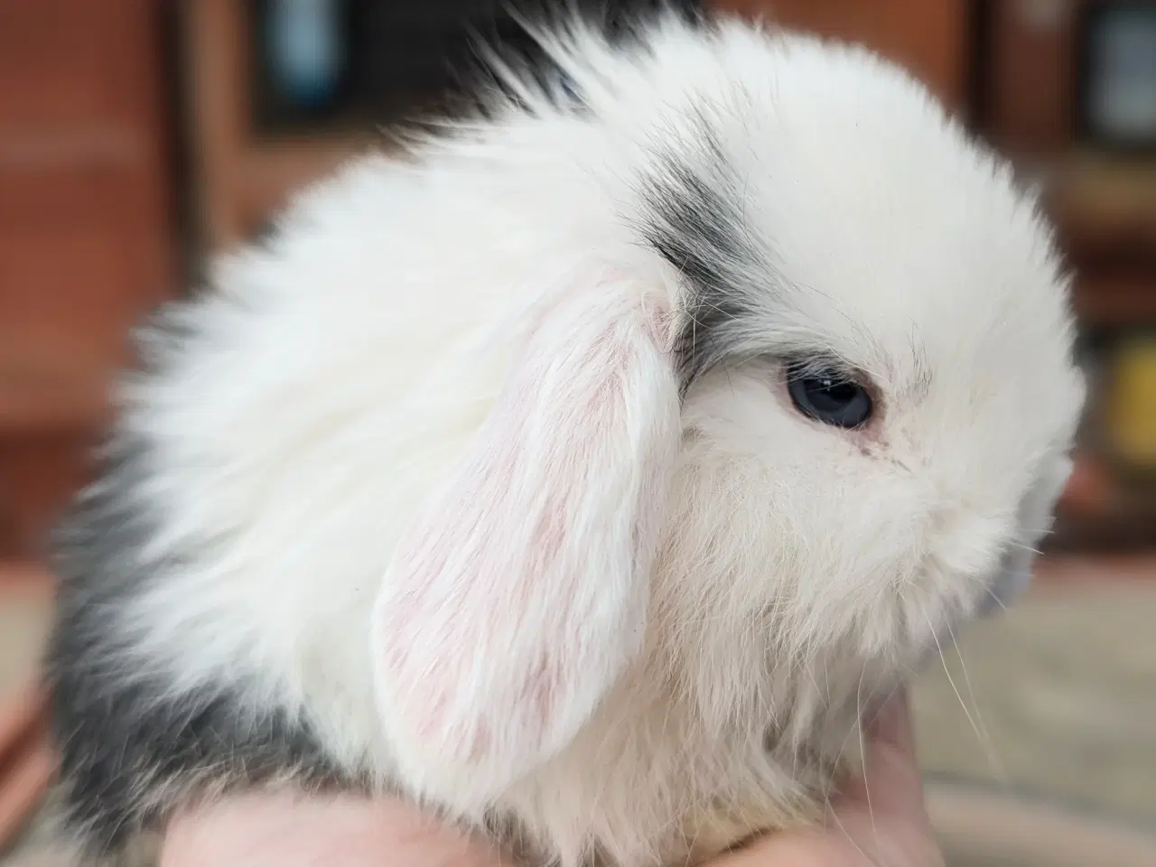 Billede 3 - Minilop kaninunge sælges