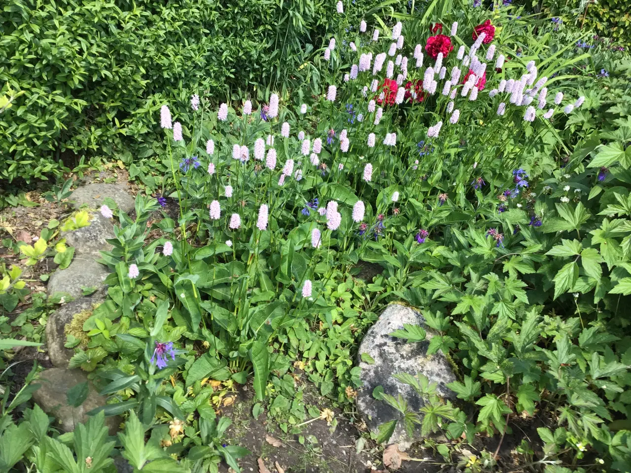 Billede 2 - Stauder, mange forskellige