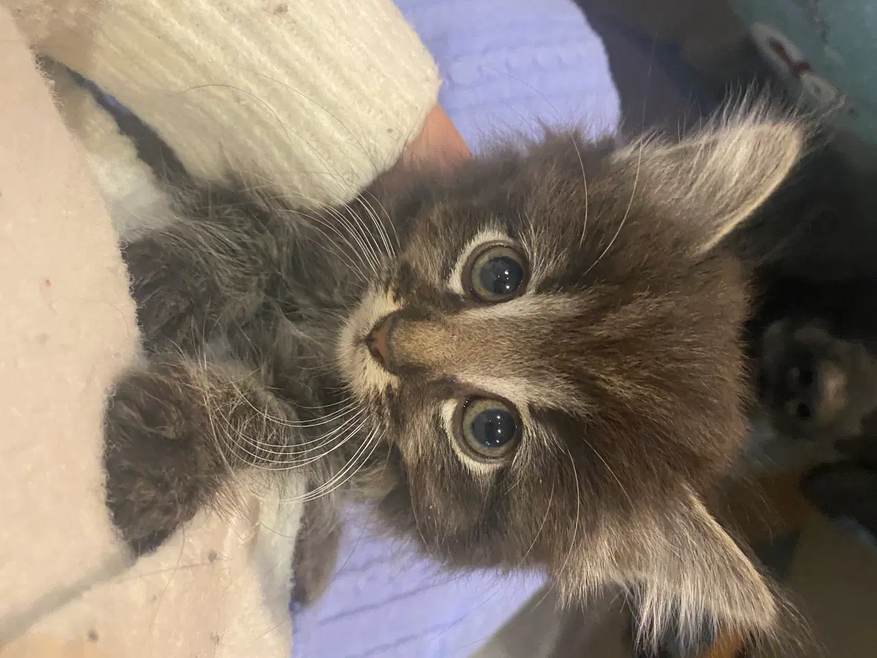 Billede 15 - De smukkeste mainecoon-blandinger 