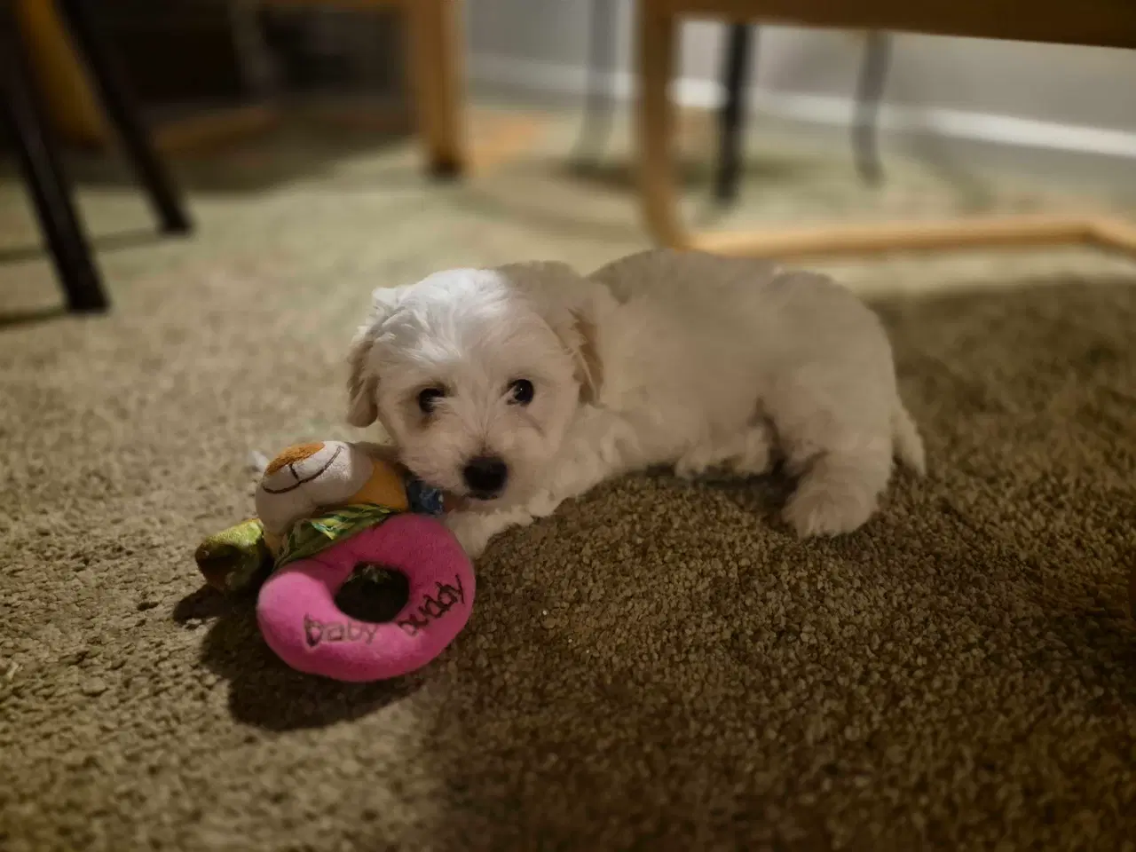 Billede 2 - Bomulds tæve hvalp