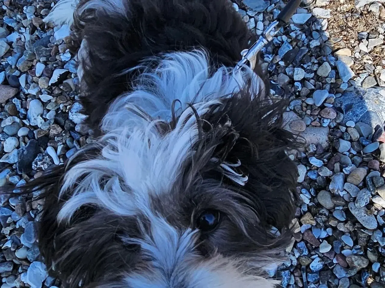 Billede 5 -  parring af Malteser /Yorkshire terrier 