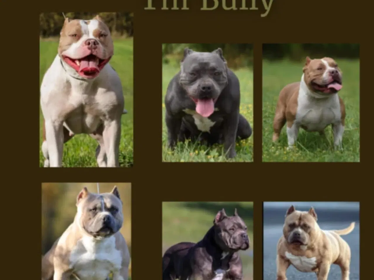 Billede 2 - American bully hvalpe 