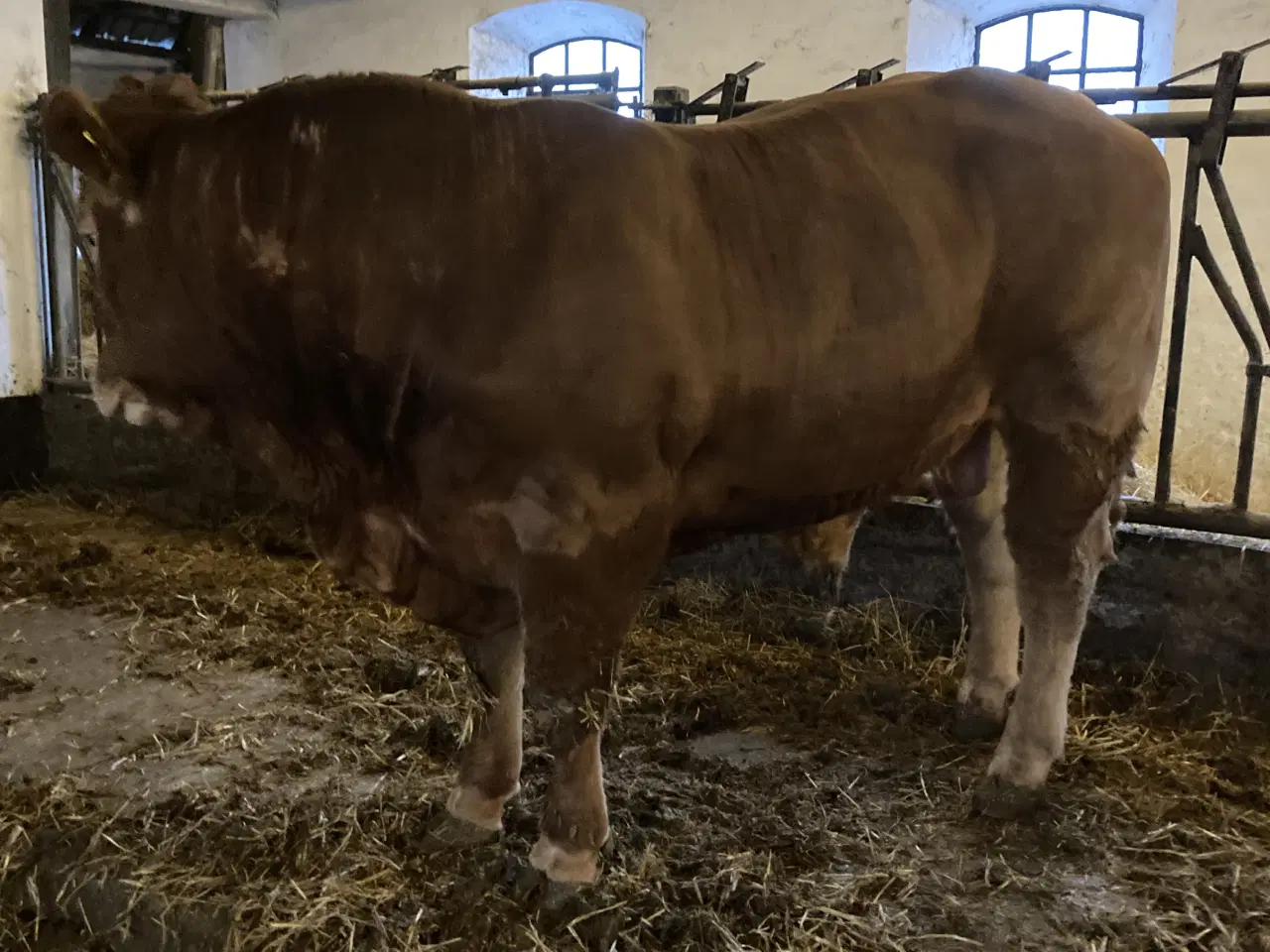 Billede 5 - Foldtyr Limousine 