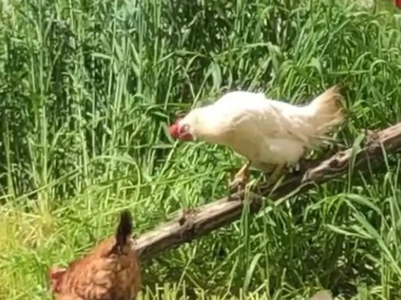 Billede 2 - Rugeæg fra fritgående høns