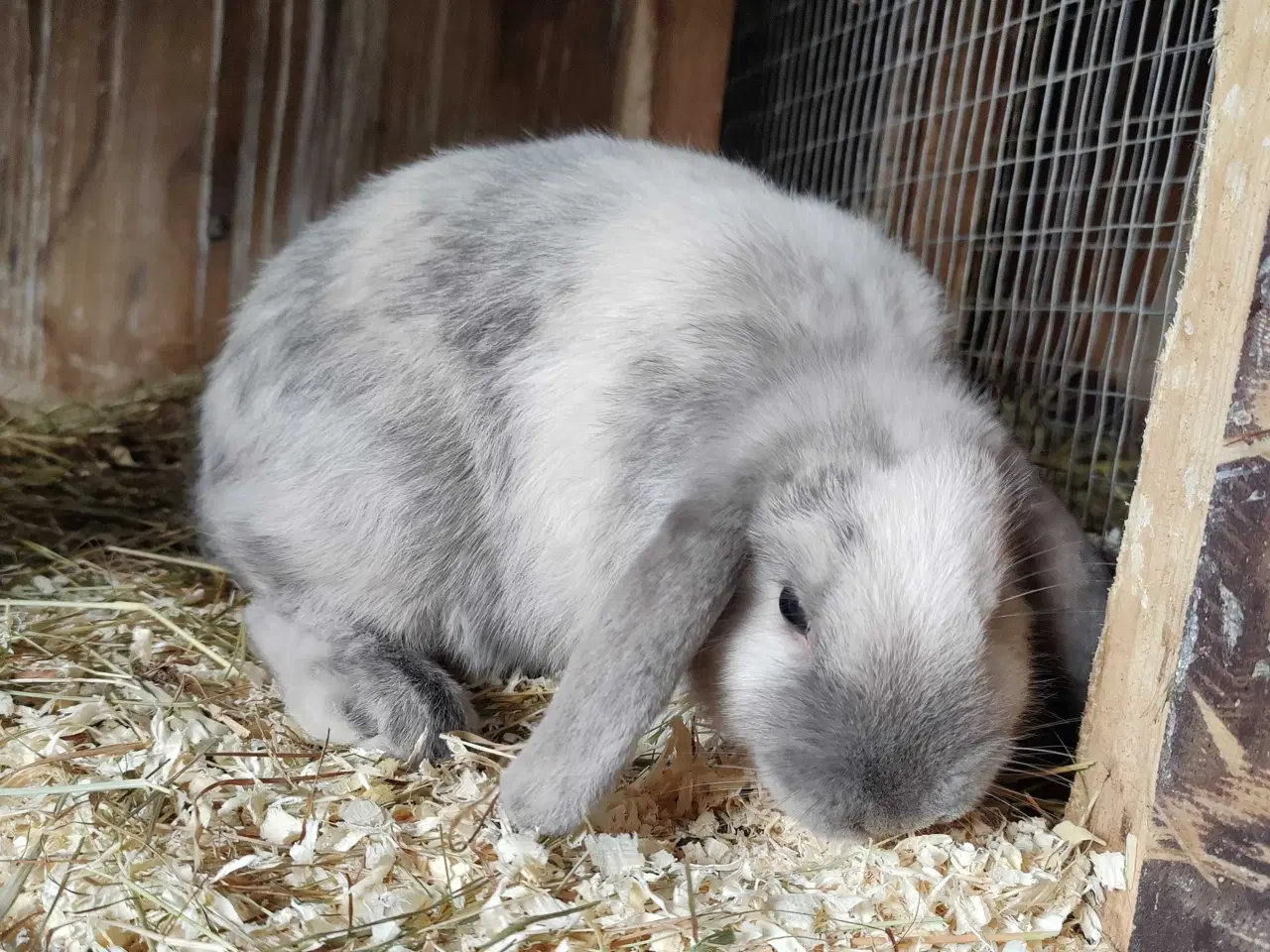 Billede 2 - Dværgvædder hunner