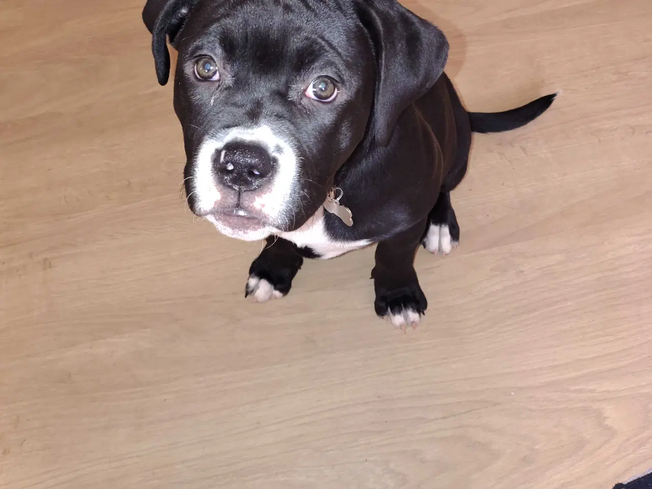 Billede 4 - Lækker blandings tæve