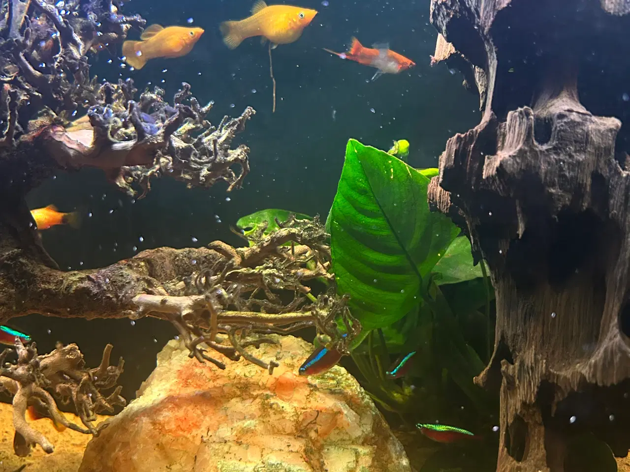 Billede 12 - Fineste akvarie + indhold sælges.