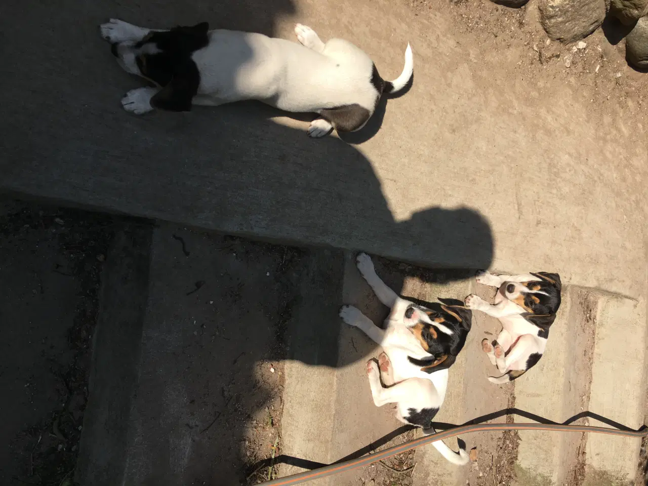 Billede 7 - Dansk-Svensk Gårdhundehvalpe