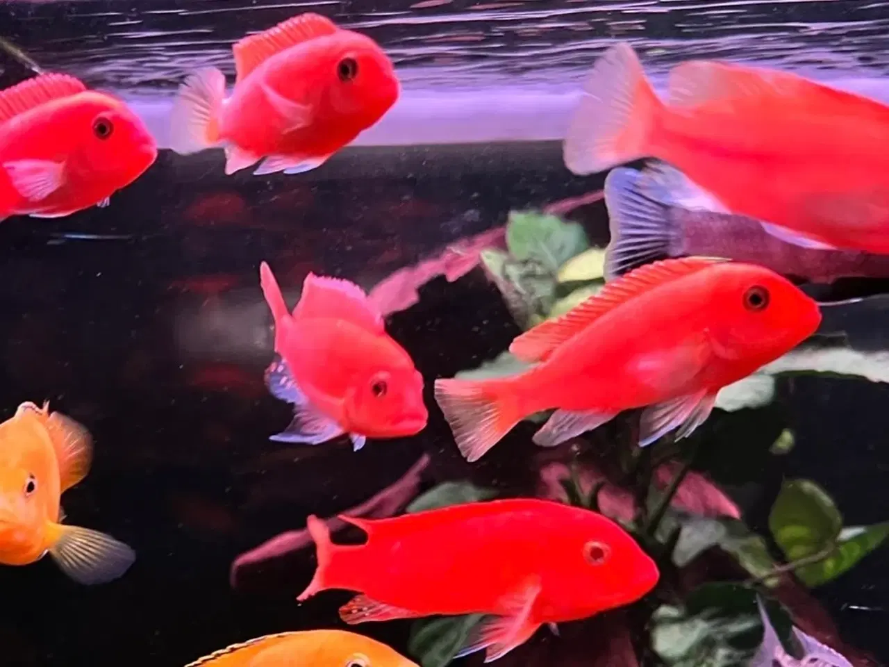 Billede 4 - Malawi super Red zebra utrolig smukke